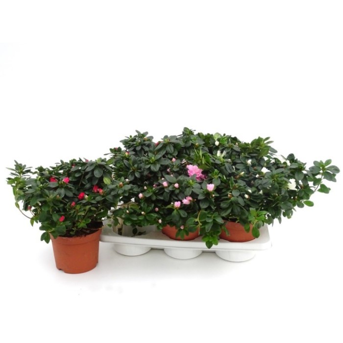 AZALEA  M17 D35