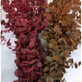 VERDS, EUCALIPTO USA PINTAT