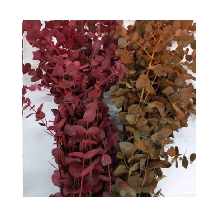 VERDS, EUCALIPTO USA PINTAT