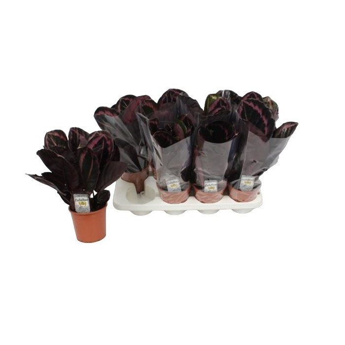 CALATHEA  M14 SUPRISESTAR