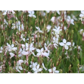 GAURA LINDHEIMERI WHITE 2L