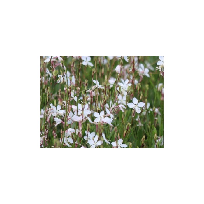 GAURA LINDHEIMERI WHITE 2L