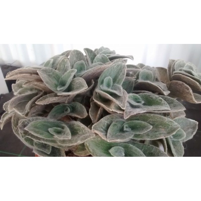 TRADESCANTIA SILLAMONTANA M11