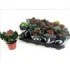 KALANCHOE  M 7 mini flor doble CALANDIVA