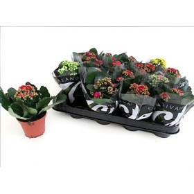 KALANCHOE  M 7 mini flor doble CALANDIVA