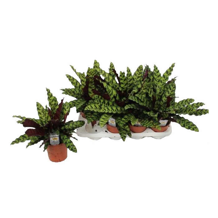 CALATHEA  M14 LANCIFOLIA