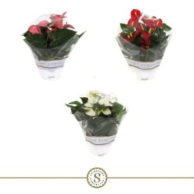 ANTHURIUM TARRINA 17 MIX