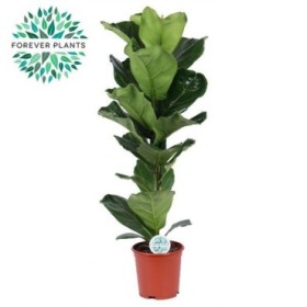 FICUS LYRATA  M21-100cm.