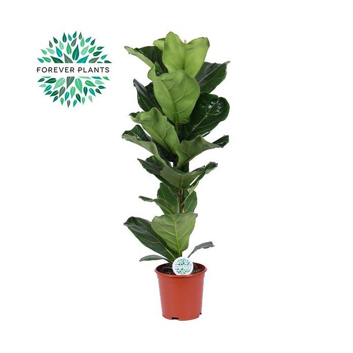 FICUS LYRATA  M21-100cm.