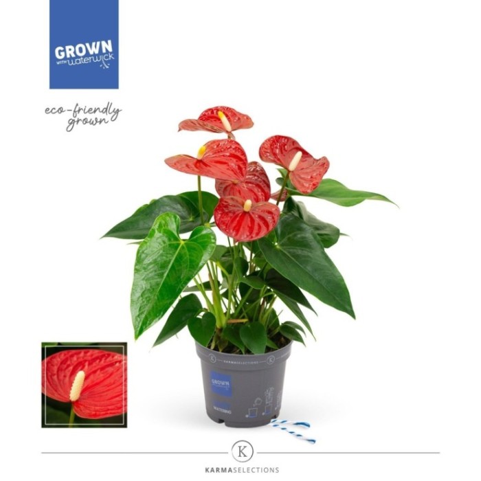 ANTHURIUM  M12 KARMA RED