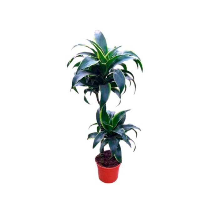 DRACAENA DORADO M17 45.15