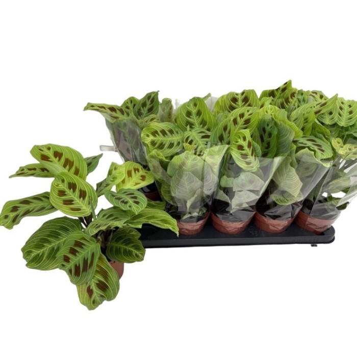 MARANTA LEUCONEURA M12 Fantasy