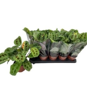 MARANTA LEUCONEURA M12 Fiesta