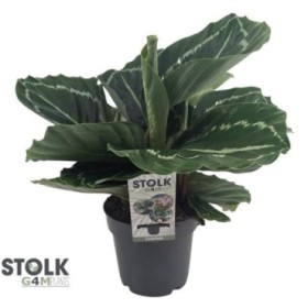 CALATHEA  M14  ROSEA-PICTA Green