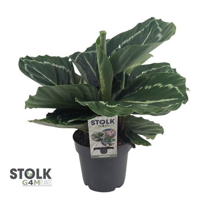 CALATHEA  M14  ROSEA-PICTA Green