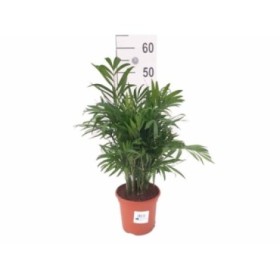 CHAMAEDOREA  M14 Sr.