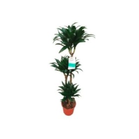 DRACAENA COMPACTA 90.60.30 M22-130cm.