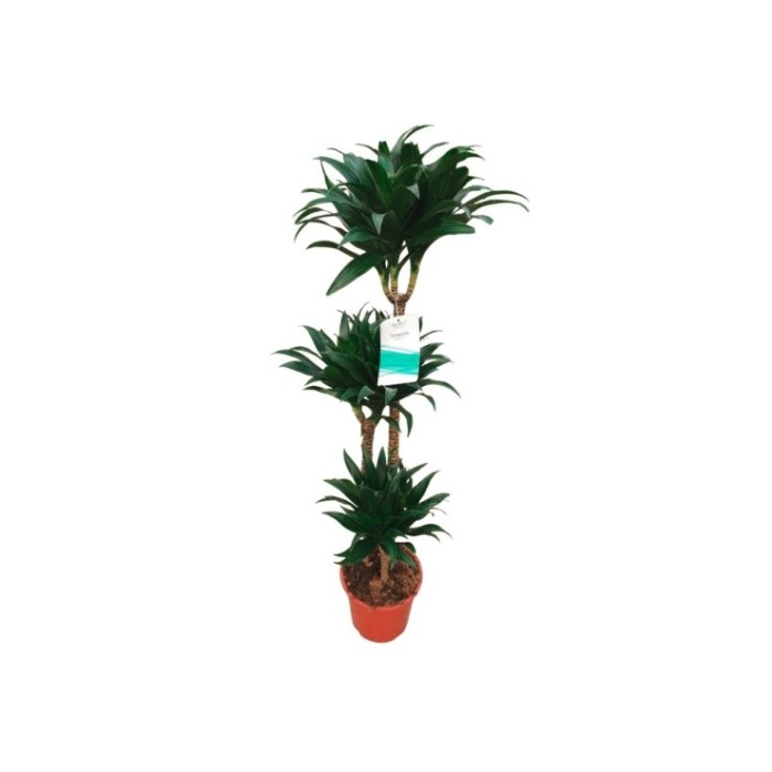 DRACAENA COMPACTA 90.60.30 M22-130cm.