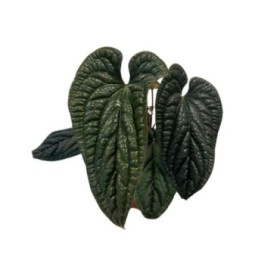 ANTHURIUM  M21 LUXURIANSxRADICAN