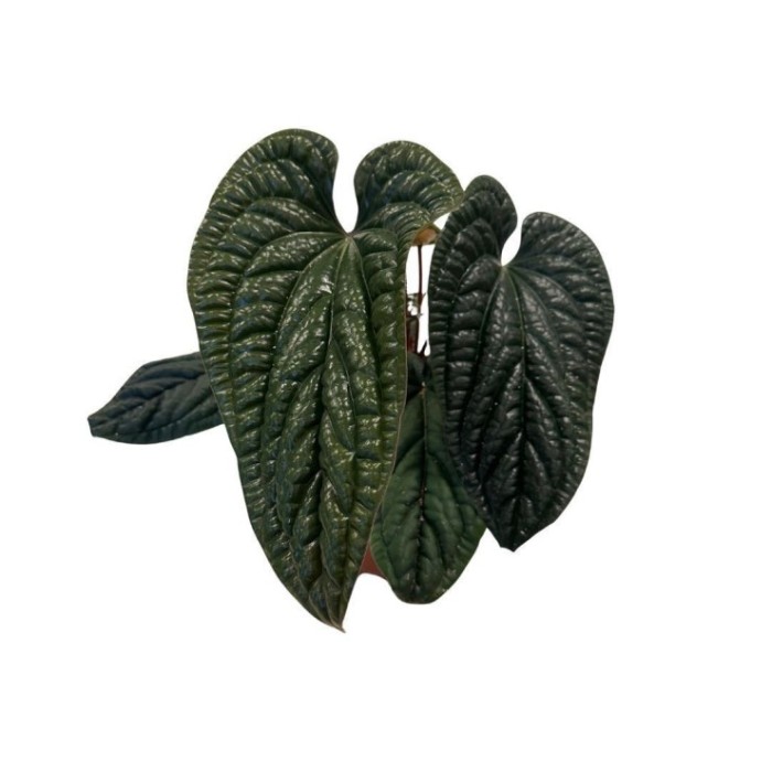 ANTHURIUM  M21 LUXURIANSxRADICAN