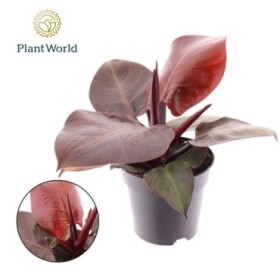 PHILODENDRON  M12 CHERRY RED