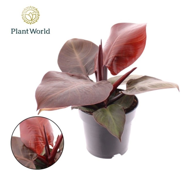PHILODENDRON  M12 CHERRY RED