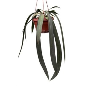 ANTHURIUM  M14 VITTARIFOLIUM  colgador
