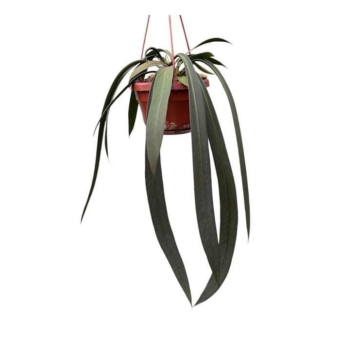 ANTHURIUM  M14 VITTARIFOLIUM  colgador