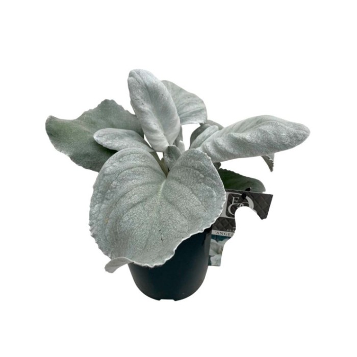 SENECIO  ANGEL WINGS M23