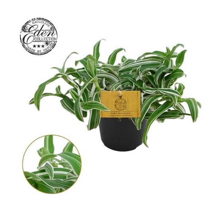 MURDANNIA LORIFORMIS M12