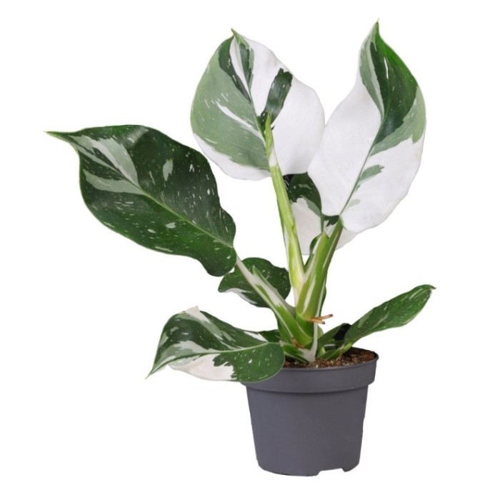 PHILODENDRON  M12 WHITE WIZARD