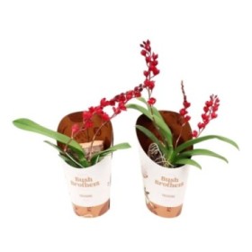 HOWEARA M10 orquidea