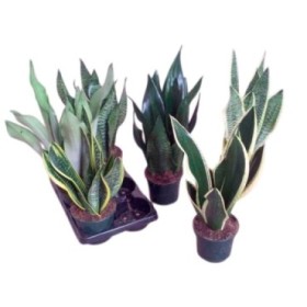 SANSEVIERIA M15- 40cm. MIX