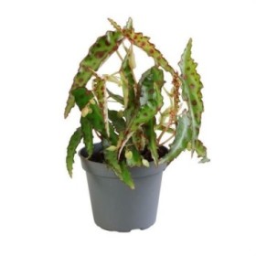 BEGONIA REX  M 6 mini  Amphoxious
