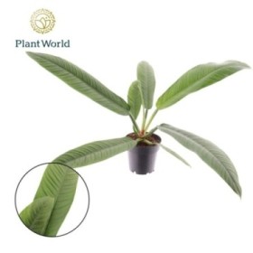 PHILODENDRON  M14 H35 CAMPIII