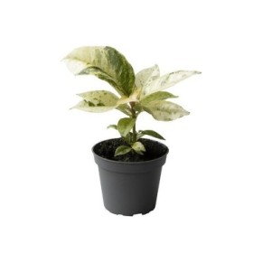FICUS MOONSHINE M 6 variegat