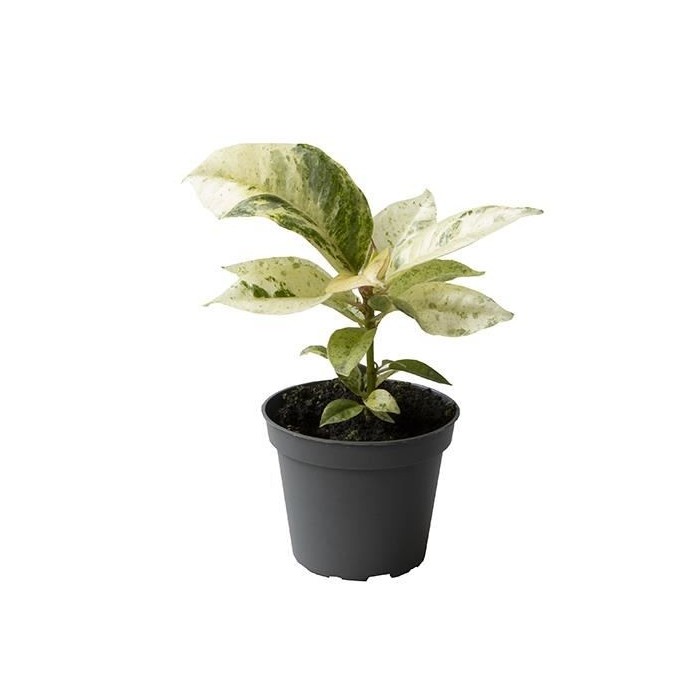 FICUS MOONSHINE M 6 variegat