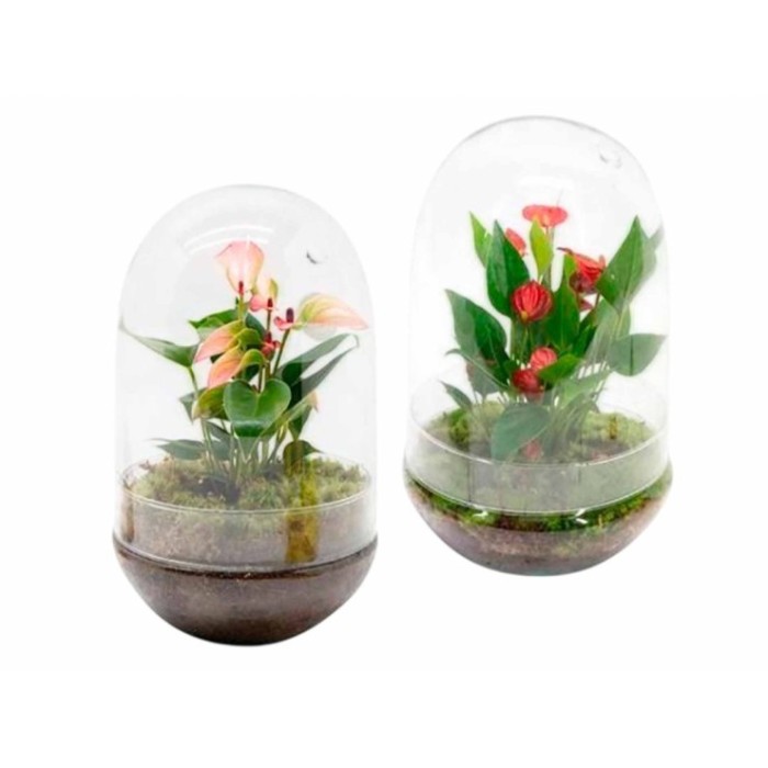 ANTHURIUM  M14 TERRARIO CRISTAL Millium Mix