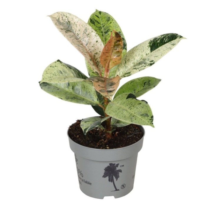 FICUS MOONSHINE M12 variegat