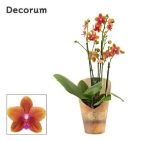 PHALAENOPSIS 3 BRANQUES M12 PERFUMADES