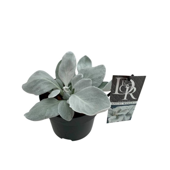 SENECIO  ANGEL WINGS M17