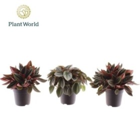 PEPEROMIA  M 7 MINI MIX