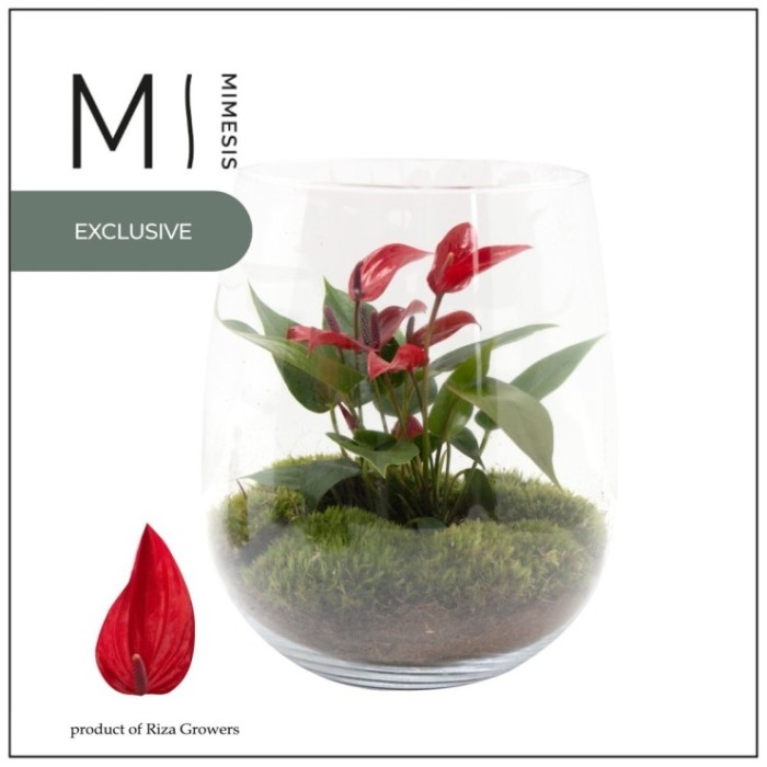 TERRARI M14 ANTHURIUM Lava