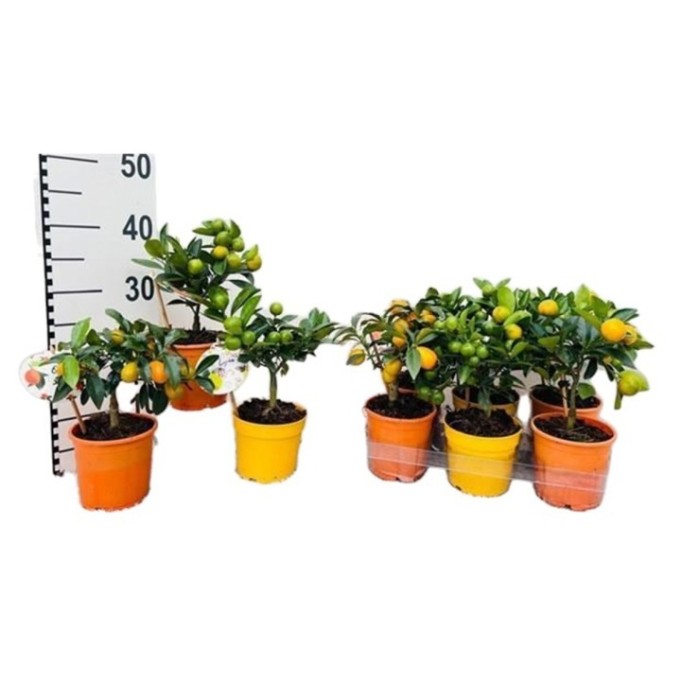 CITRUS MICROCARPA M12 H25 MIX