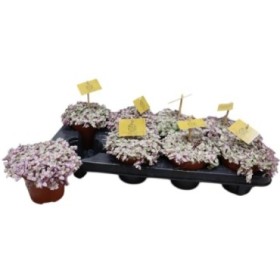 CALLISIA VARIEGATA  M10