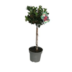 ILEX COPA  M19- 80cm. con bayas
