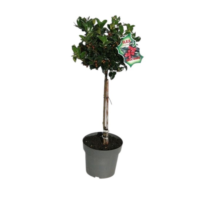 ILEX COPA  M19- 80cm. con bayas