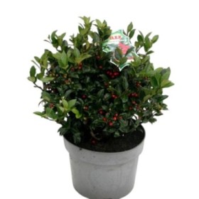 ILEX BLUE MAID M26 H50CM con bayas