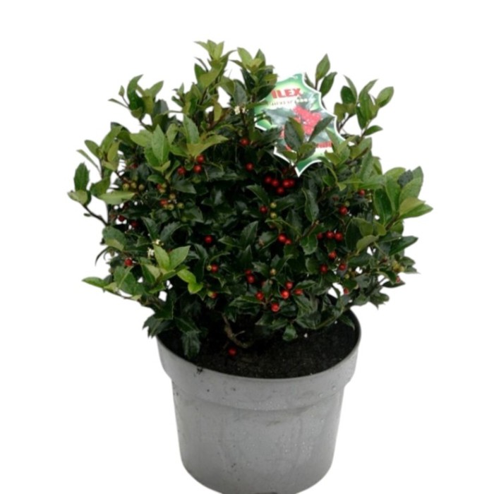 ILEX BLUE MAID M26 H50CM con bayas