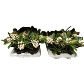 SKIMMIA JAPONIACA M12 OBerries White